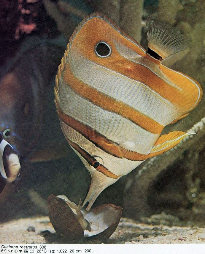 Chelmon rostratus